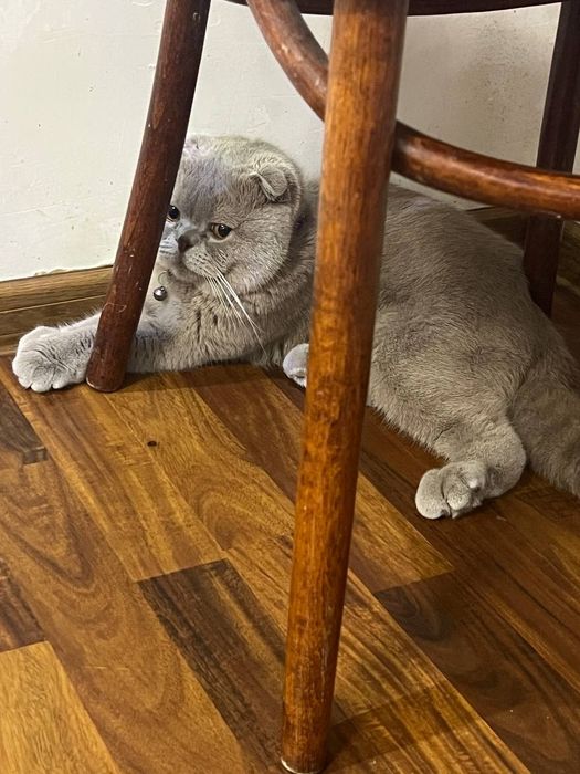 Skotish fold Mushugi Britanskiy