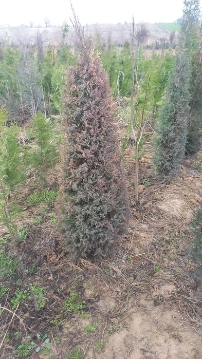 Саженцы шымкент вид