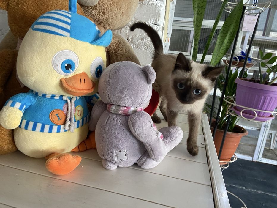 Отдам котенка в добрые руки
