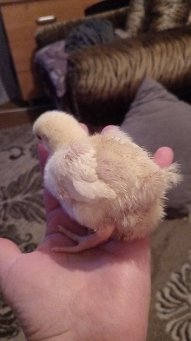 Продам бролерного цыплёнка росс 308