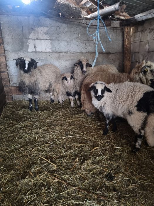 Oi mari turcane de vânzare