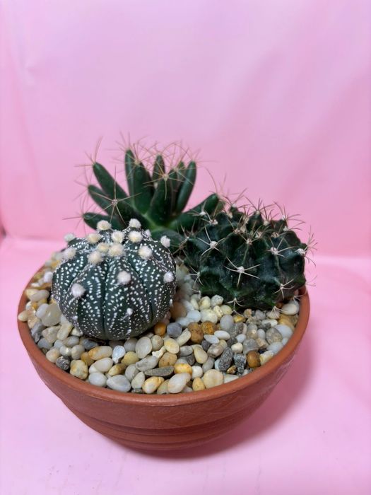 Композиции из суккулентов