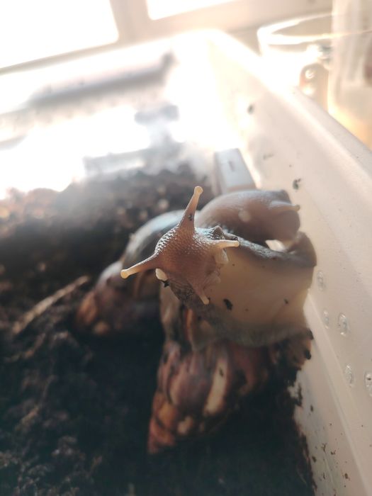 Подарявам африкански охлюви- бебета