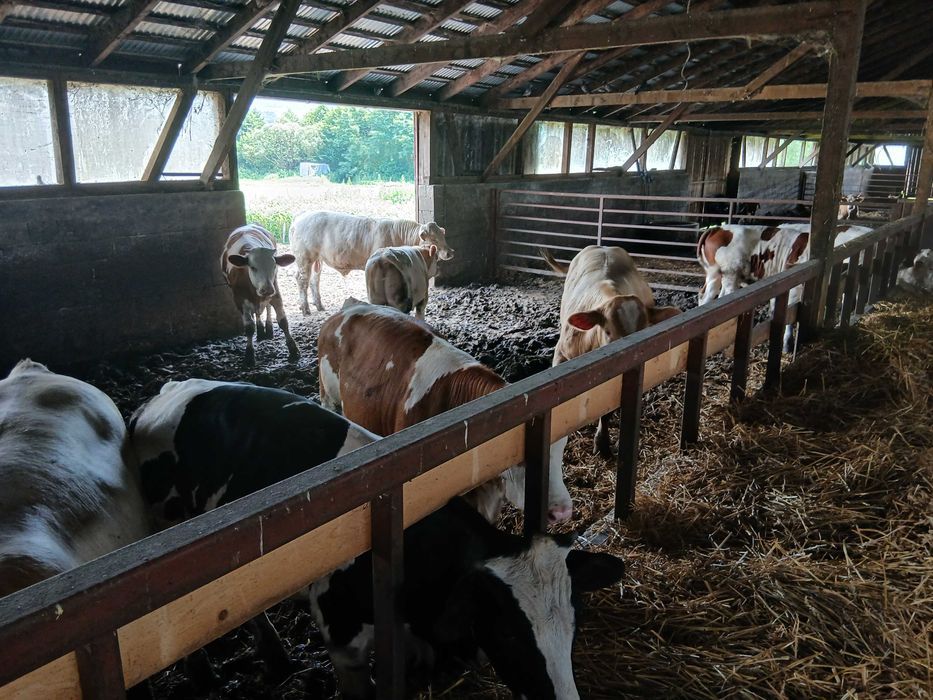 Animale domestice