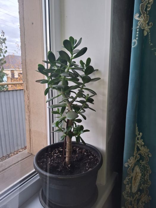 Продам комнатные цветы 1500тг