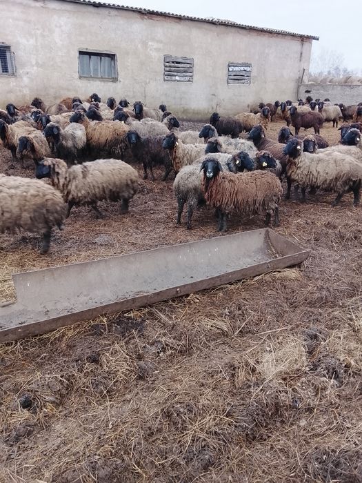 Продам овец матки и молодняк