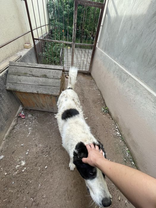 Қазақы төбет сатылады