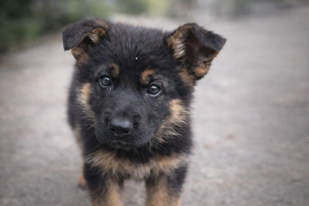 Щенки Немецкой Овчарки