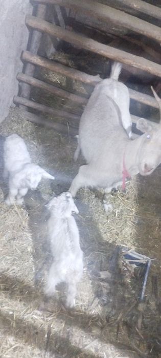 Эчки зоддор Алпин занен мурсиана расиески