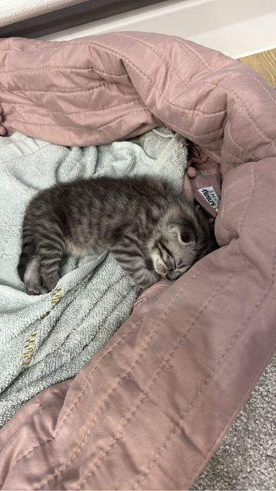 Продам котят британцы