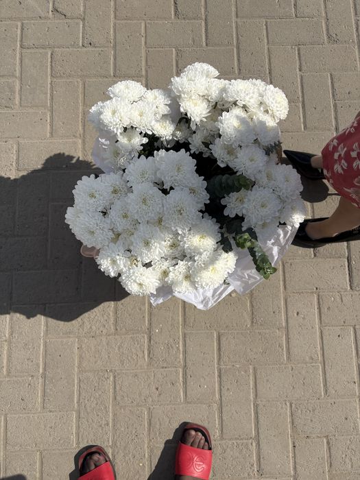 продам свежие цветы
