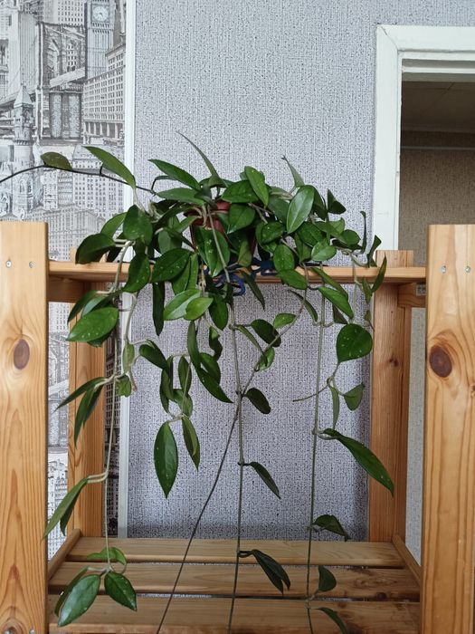 Хоя Карноза цветы растения