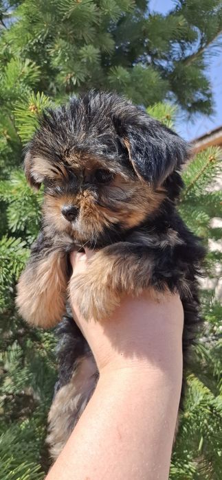 Щенки йоркширского терьера