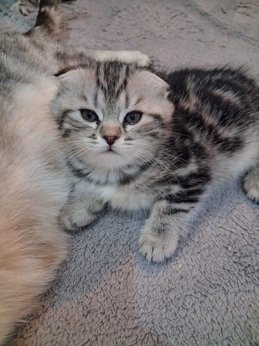 Шотландская кошечка продажа