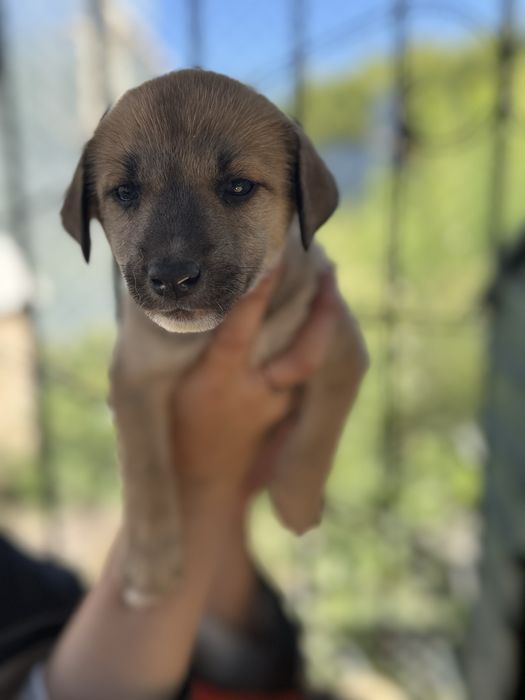 Отдадим щенят в добрые руки!