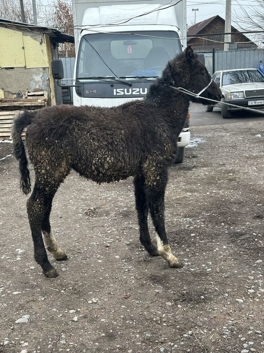 Тай жабагы  байтал бие кобылка