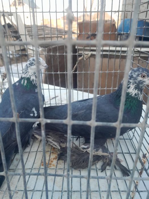 Продам   голубей