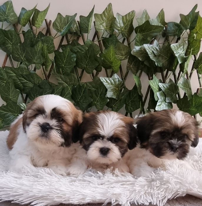 Ши Тцу Shih Tzuu