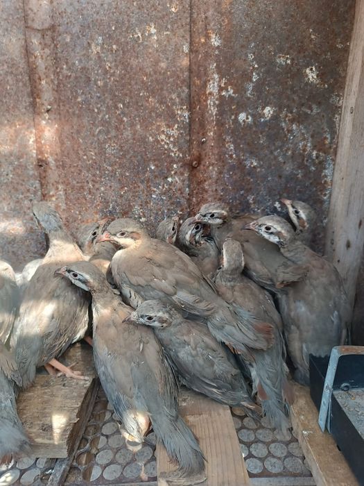 Кеклик куропатка