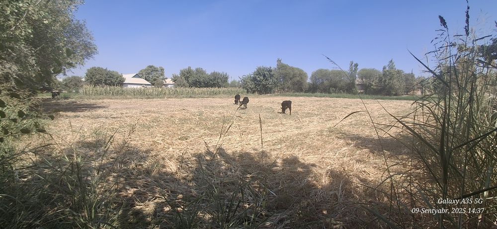 Уй сотаман томарқали