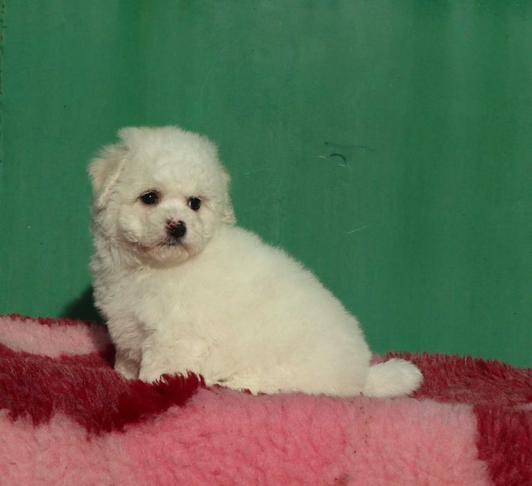 Bichon Frise deosebi cu pedigree FCI