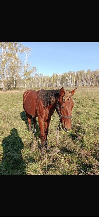 Продам Жеребцов оптом прошлогодие и нынеший