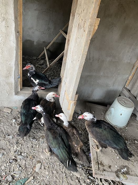 Осы үйректер сатылады