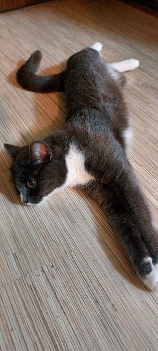 Продам кошку британка