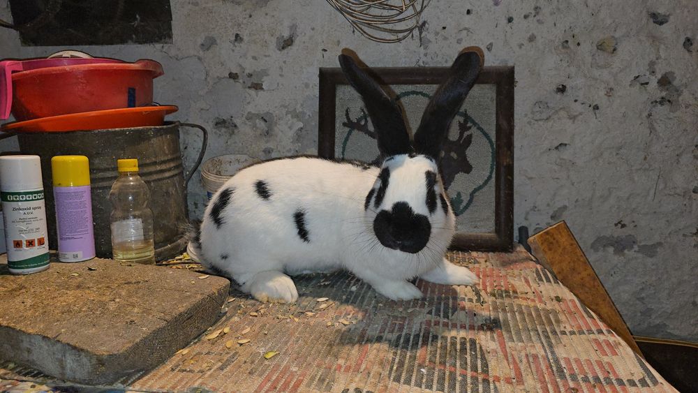 Masculi berbec german si fluture german originali