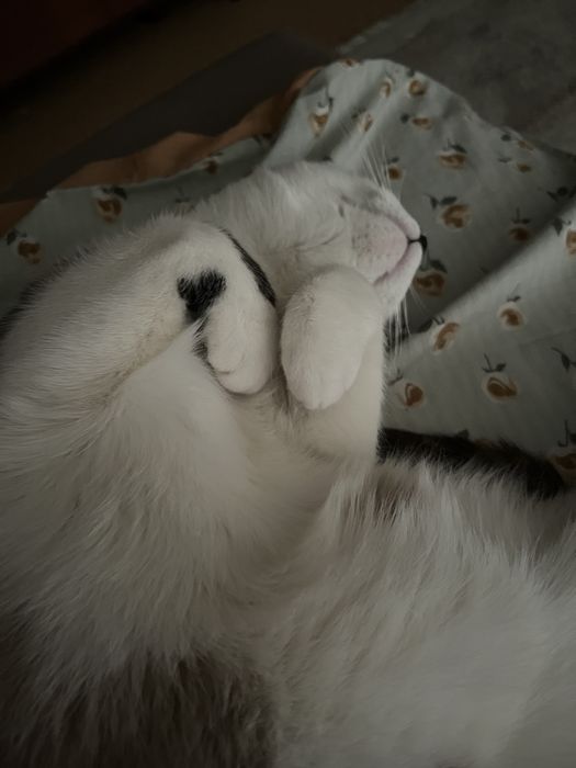 Котенок в добрые руки