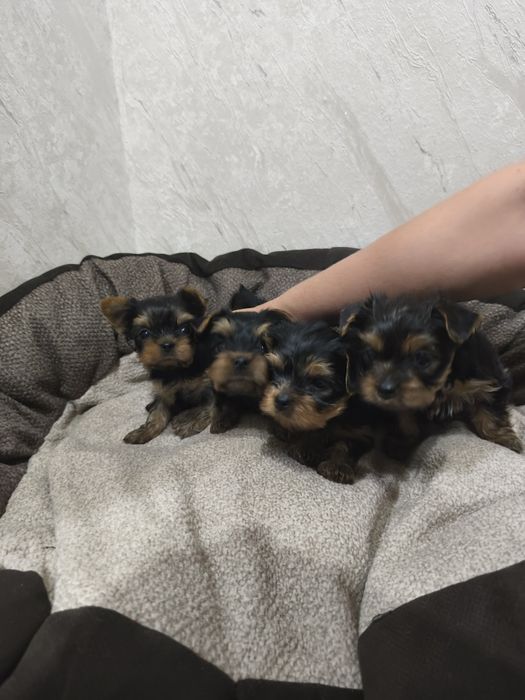 Продам щенков йоркширского терьера