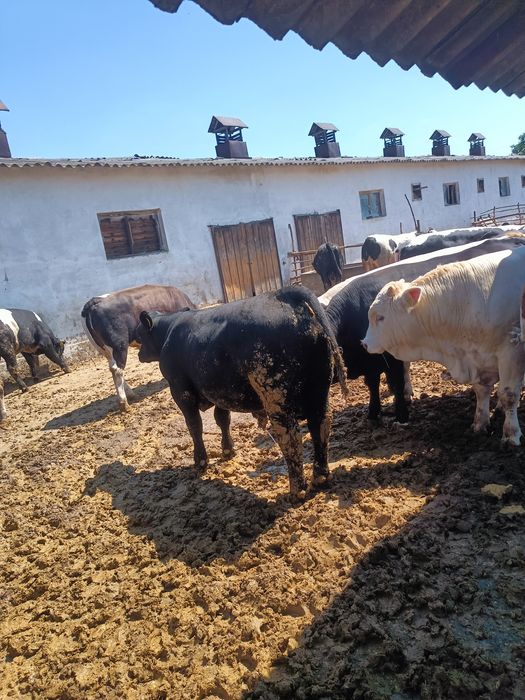 De vânzare tauri și vitele