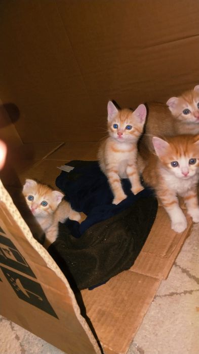 котята 3 девочки и мальчик, бесплатно,