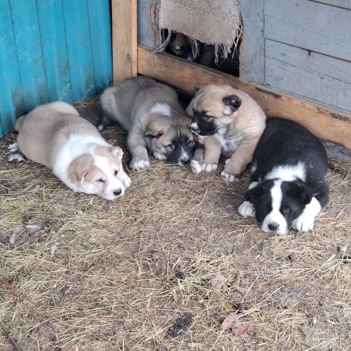 Продам щенков алабая