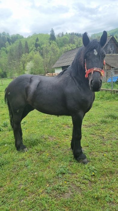 Iapă neagră de vânzare