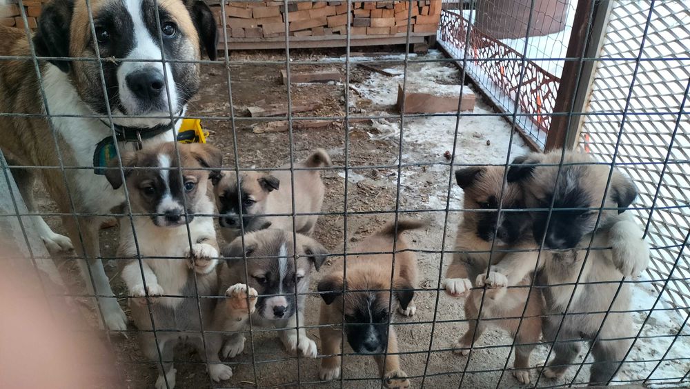 Щенята бесплатно