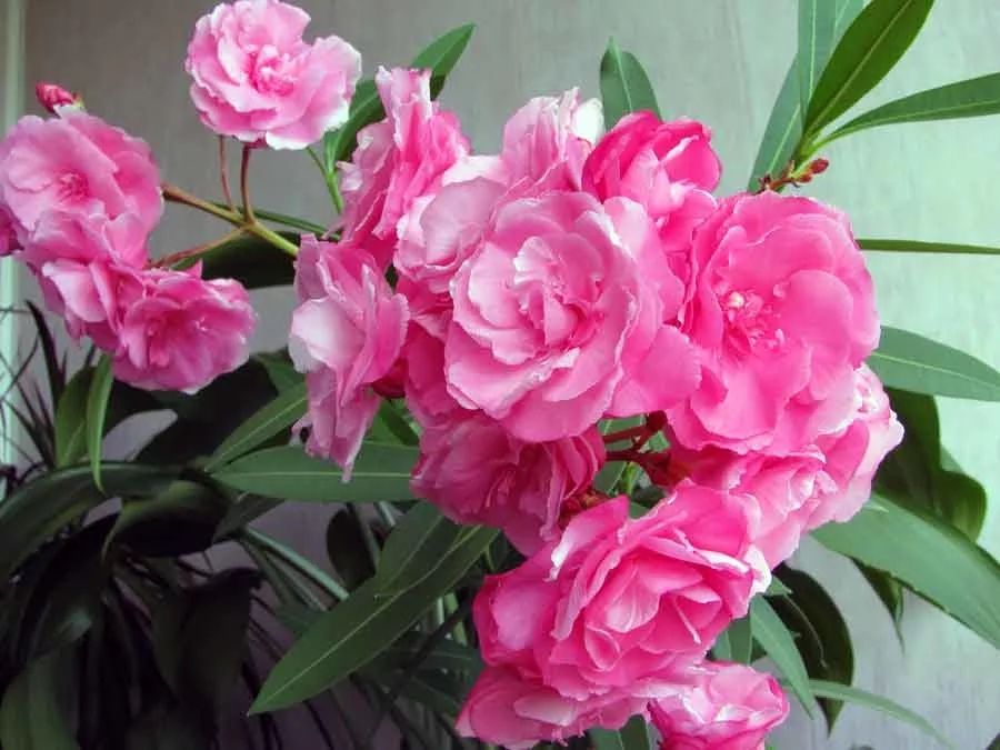 Комнатный цветок Олеандр