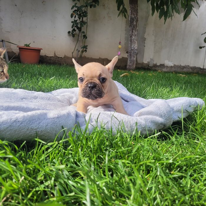 Bulldog francez fetite si baieti