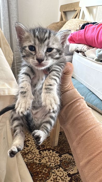 Домашно Котенце с Доставка