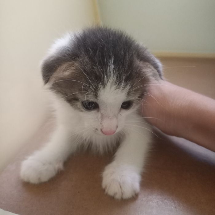 Вислоухий котёнок 1,2 мес мальчики