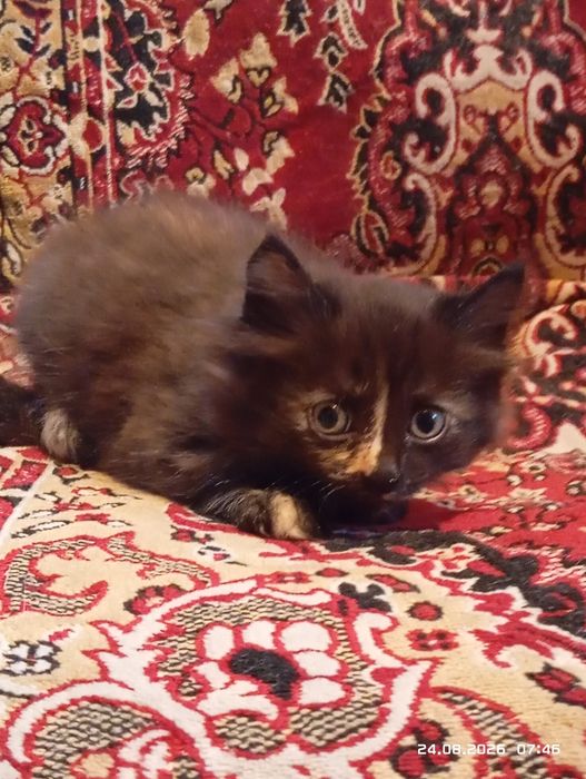 Отдам котят две девочки