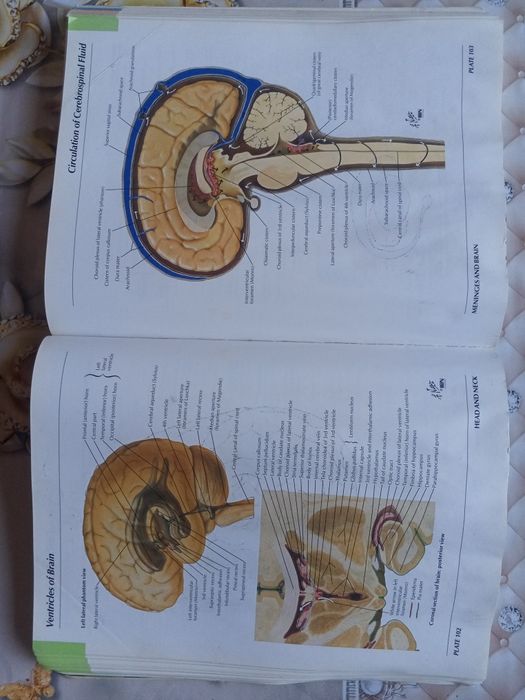 Atlas anatomiyasi sotiladi
