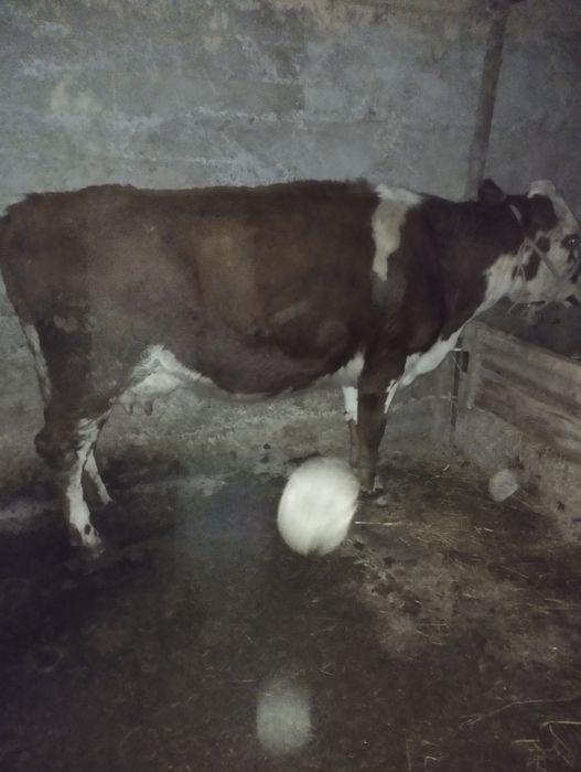 Бұзаулы сиыр сатылады. Парода ақбас