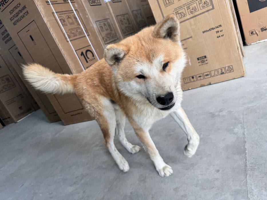 Akita inu zotli it qoni toza narxi 300$ kami bor