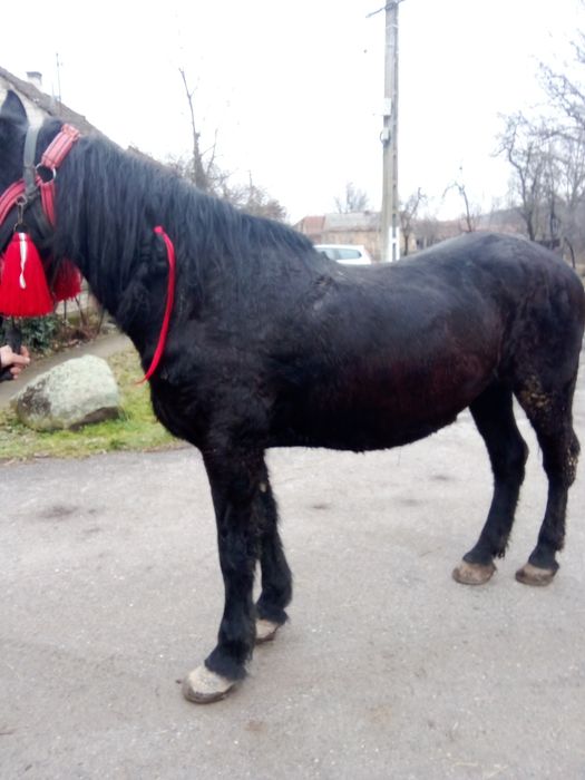 Vând iapă foarte bună