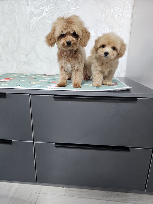 Мальтипу мальчишечка