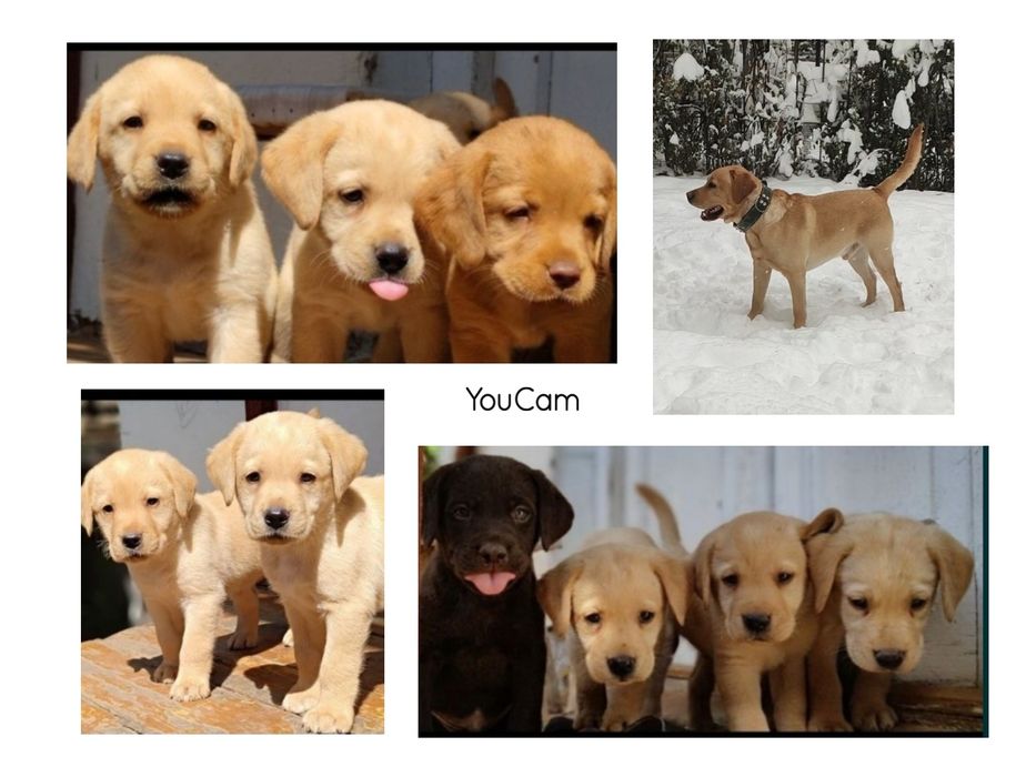 Вязка лабрадор ретривер