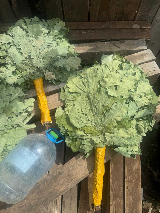 Продам веники дубовые