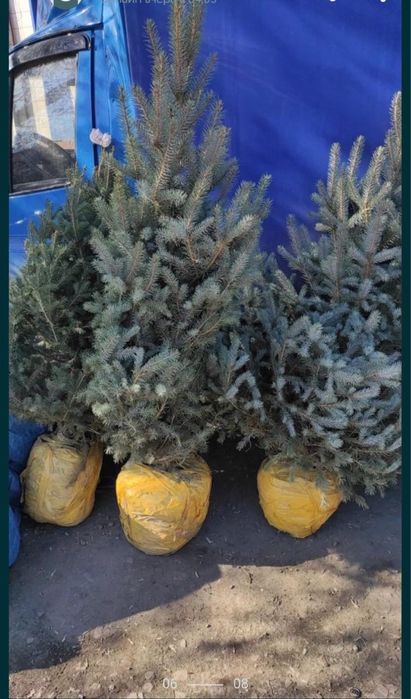 Ёлки,Туи  большой выбор