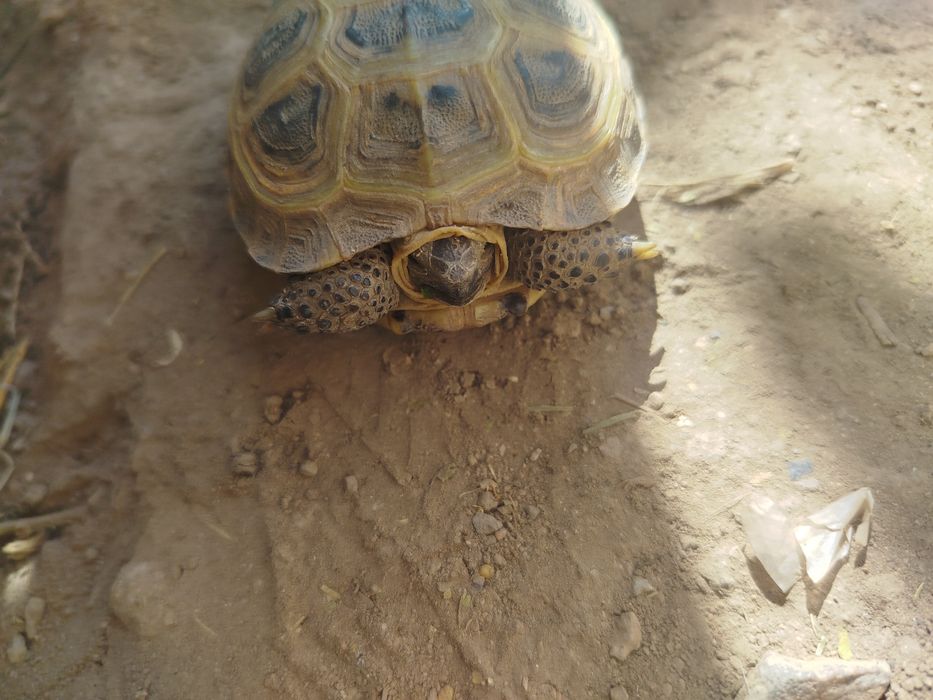 Сухопутная черепашка